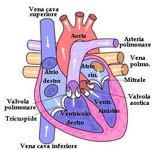 cuore.jpg